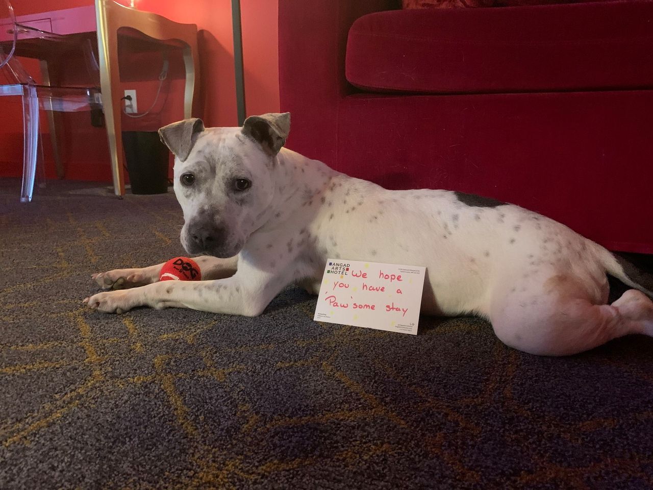 Photo courtesy of Stray Rescue of St. Louis